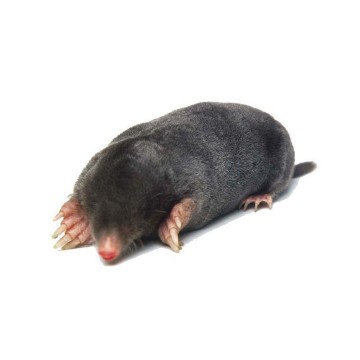 Mollenverjager - Solar2